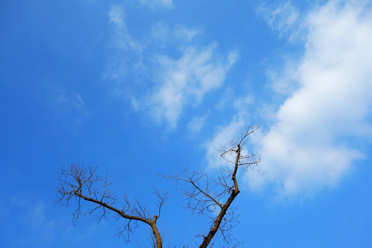 樹枝天空