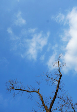 樹枝天空