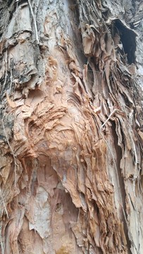 白千層樹