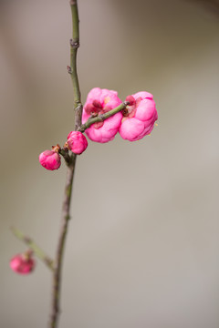 梅花