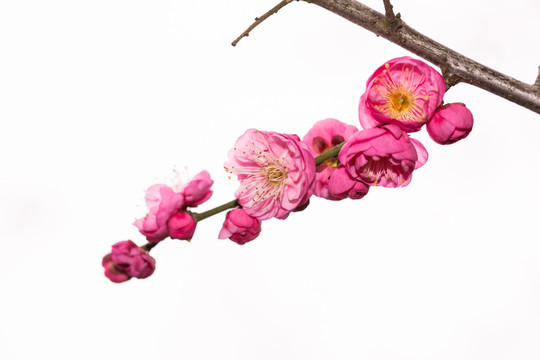 梅花