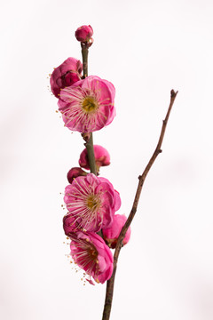 梅花