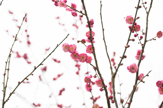 梅花
