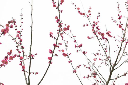 梅花