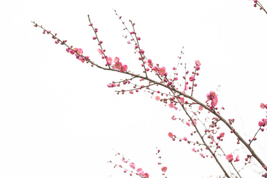 梅花