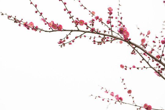梅花