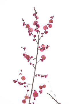 梅花