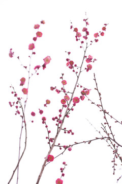 梅花