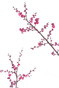 梅花
