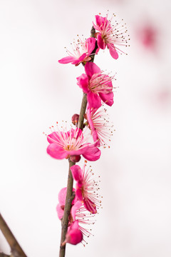 梅花