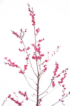梅花