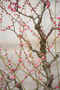 梅花