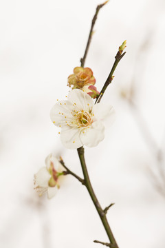 梅花