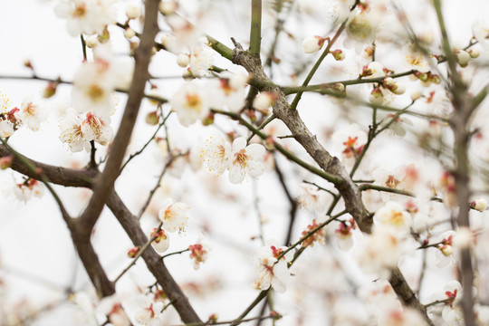 梅花