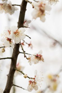 梅花