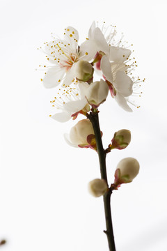 梅花