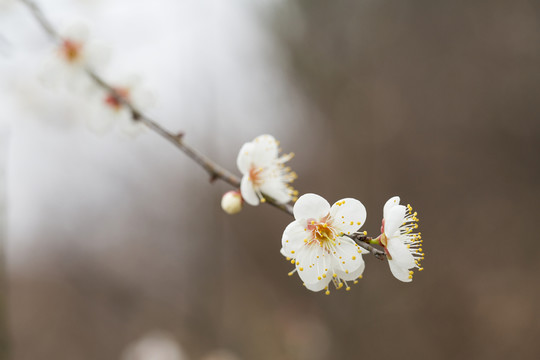 梅花