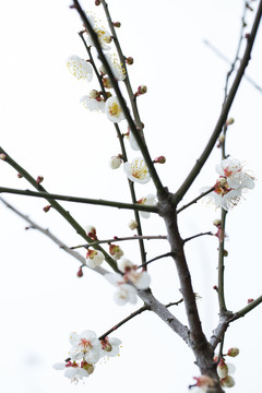 梅花