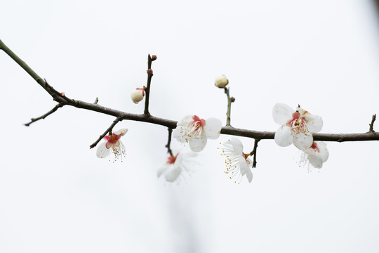 梅花