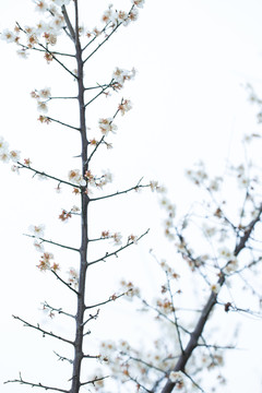 梅花