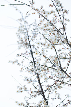 梅花