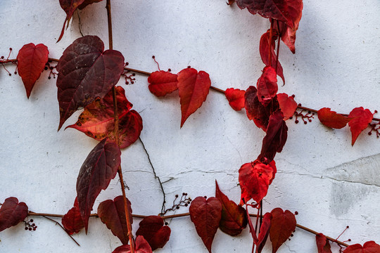 紅色爬山虎
