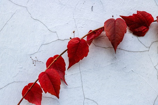白色墻壁紅色爬山虎 藤 植物