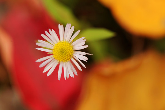 小菊花