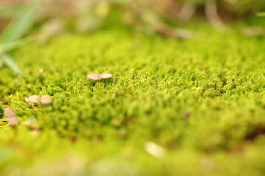 苔蘚