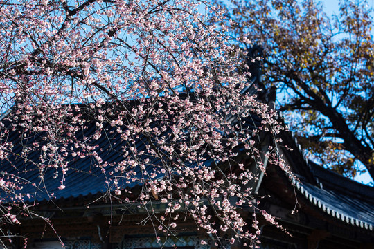 藍天下古建屋頂與老樹梅花