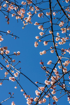藍(lán)天紅梅花