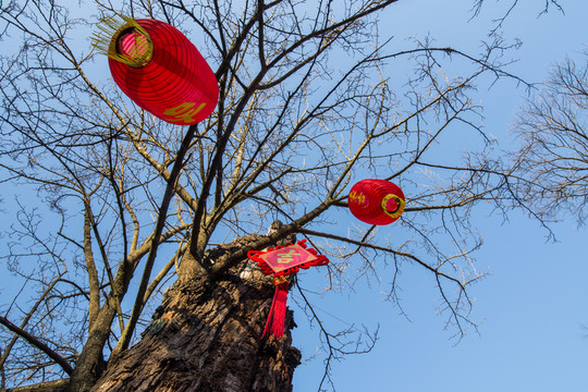 老樹上的中國(guó)結(jié)紅燈籠