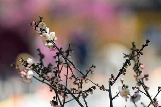 粉白梅花