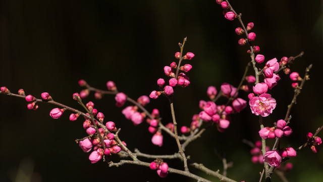 暗背景紅梅花
