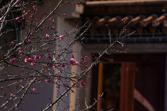 古建筑與紅梅花