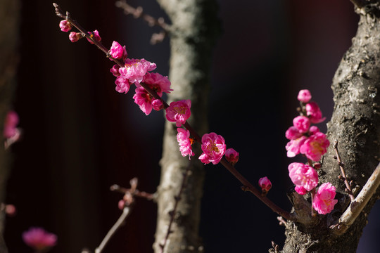 暗背景紅梅花