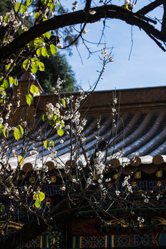 古建老樹(shù)白梅藍(lán)天