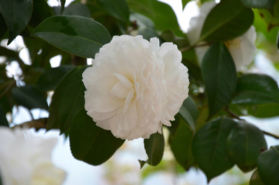 白色茶花