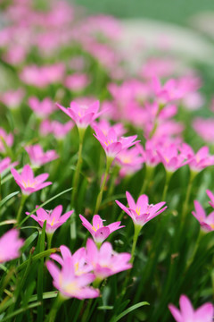 春雨蘭花色燦爛