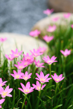 池塘花兒