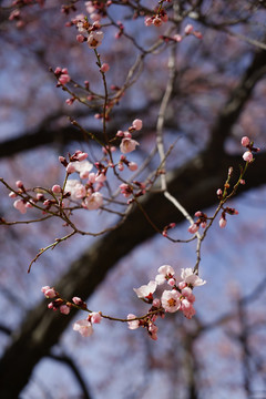 春日桃花