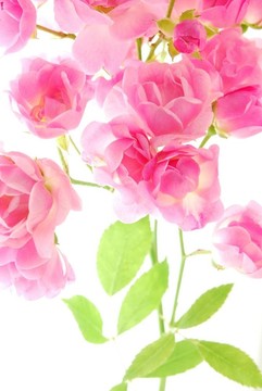 粉薔薇