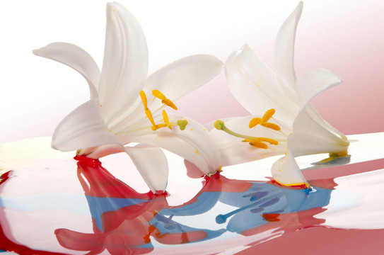 百合花