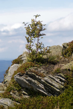 在懸崖邊的Rowan tree