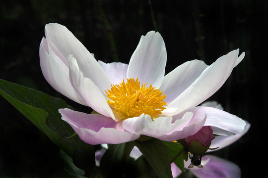 Paeony（Paeonia厚樸）