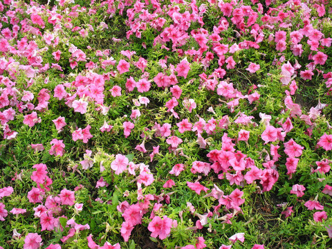 花園里鮮艷的花壇
