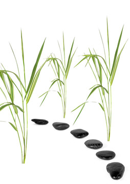 禪道