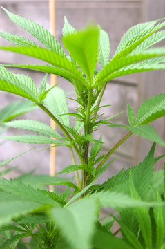 大麻