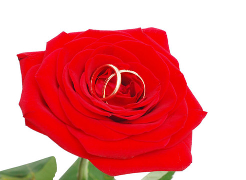帶著結(jié)婚戒指的玫瑰