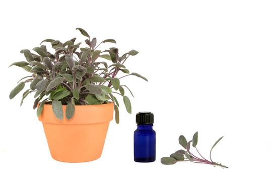 草本植物鼠尾草